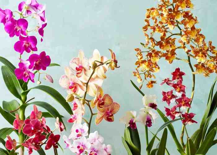 Flowering Plants for Indoors A Comprehensive Guide