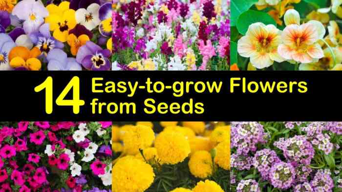 Easiest Flowers to Plant A Beginners Guide